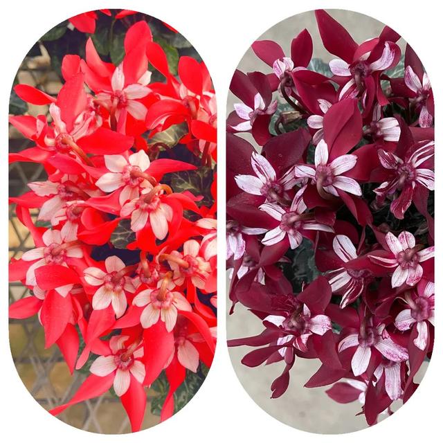 准备好迎接兔精灵，仙客来什么时候开花花期多长时间