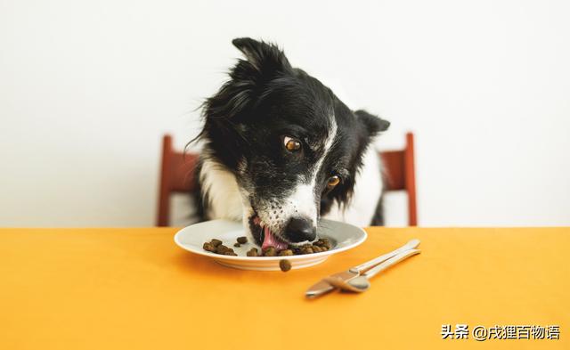 幼犬第一次驱虫时间，幼犬驱虫正确用法（刚出生的幼犬，怎么驱虫）