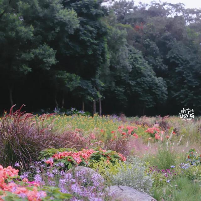 南宁附近花海景点推荐，南宁这几处花海，美了