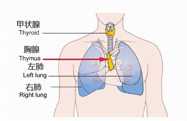 前胸肥胖纹(电脑启动蓝屏0x0000006b怎么解决)