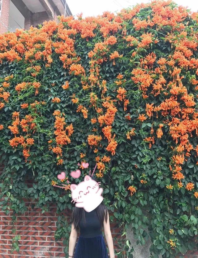 庭院中种什么爬藤花，院子里如果想搭设花廊架