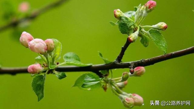 春天的风景画儿童画，创意儿童画教程