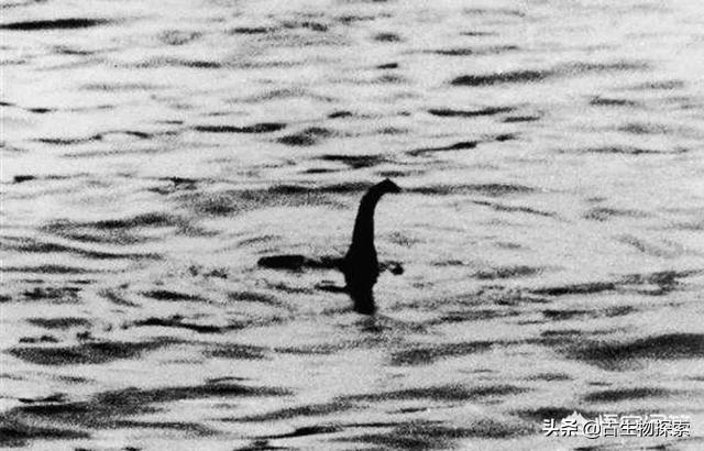 神秘的尼斯湖水怪来自哪里，流传千年的尼斯湖水怪可能只是条大鳗鱼