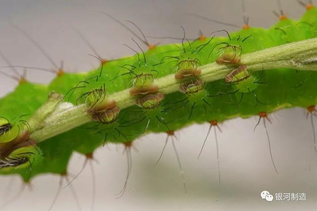 有哪些常见的飞蛾，自然记录蛾生一瞬