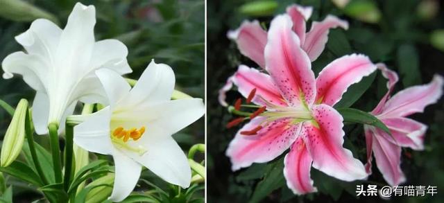 绿萝对猫有毒吗，猫咪吃了一口绿萝