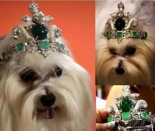 宠物宝珠都有什么，珠宝不是人的专属宠物也能佩戴