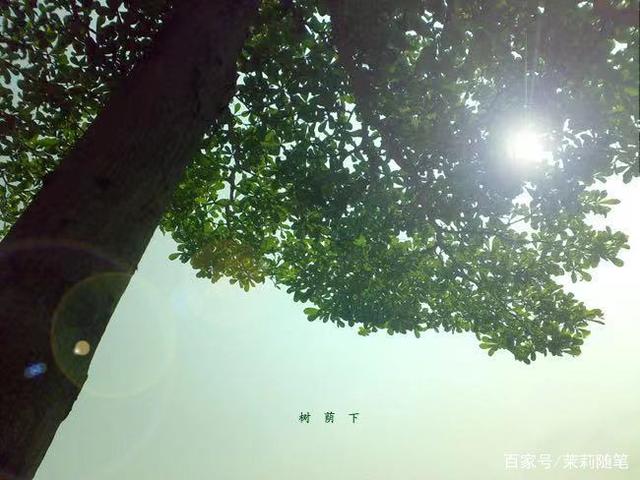 若有来生随着时光变迁愈走愈远，如果有来生要做一棵树