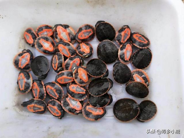 乌龟可以快递吗，快递运回来的小乌龟怎么处理（被禁止寄递的活体动物）