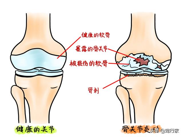 五爪贝饲养最全攻略，五爪贝终于实现人工繁殖啦