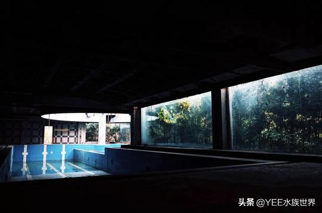 自制水循环鱼缸用，自制鱼缸水循环原理（巧用物理原理做鱼缸）