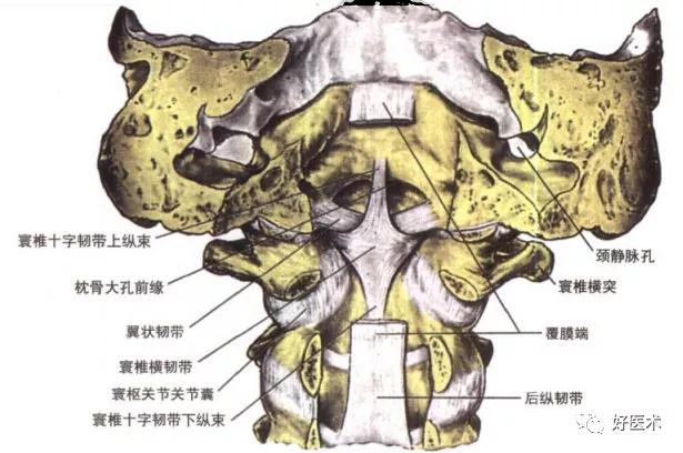 韧带结构图详解，90条韧带的精细解剖