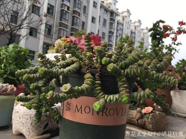 养着省心颜值高又爱长爆盆的多肉，这些多肉大普货