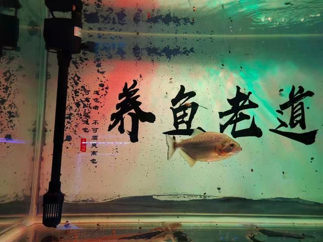 鱼缸如何调节水泵的出水量，养鱼养草中要注意的细节