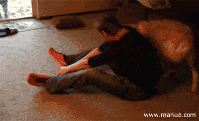 狗狗睡姿看性格，从狗狗睡姿判断狗狗性格