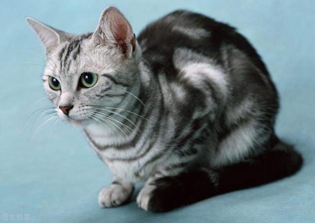 美国短毛猫性格及优缺点，美国短毛猫体重各阶段会不同