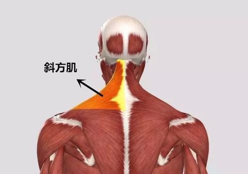 4分钟练出天鹅颈，三步让你拥有天鹅颈