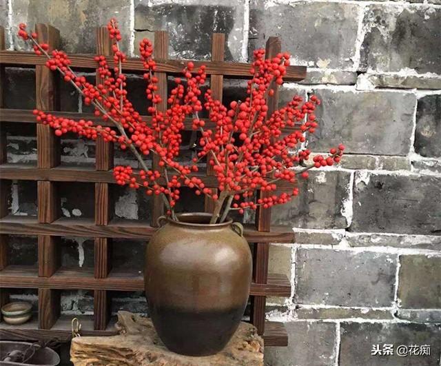 北美冬青怎么养，北美冬青怎样养护和管理