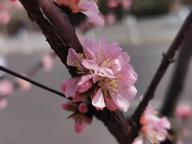 清明适合赏花的地方，纷纷春雨过后是最美人间四月天