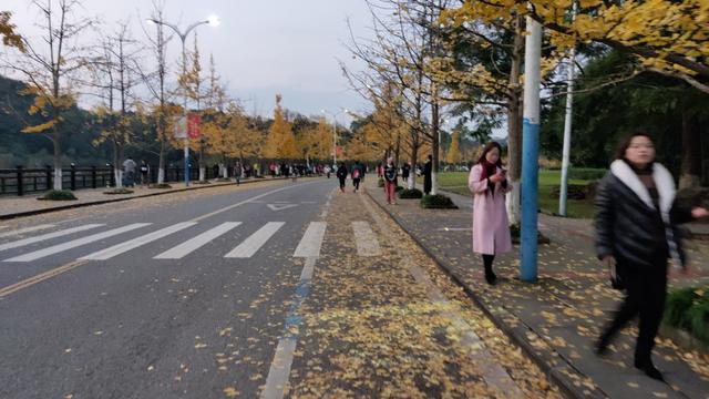 重庆大学虎溪校区，重庆大学虎溪校区全貌