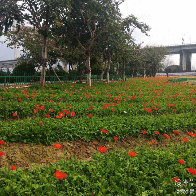 福州公园有什么花，6.5万花朵齐盛开