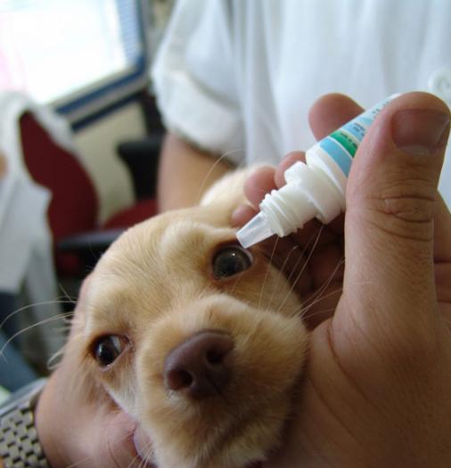 犬结膜炎的症状表现有哪些，什么是初生犬结膜炎