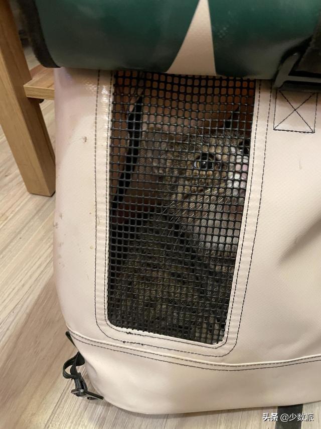 猫走丢了怎么办，猫咪走丢了怎么办快来看看吧