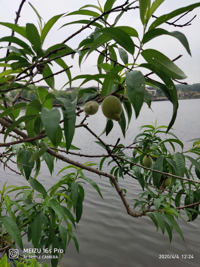 广东顺德特色美食推荐，五一长假必去顺德美食