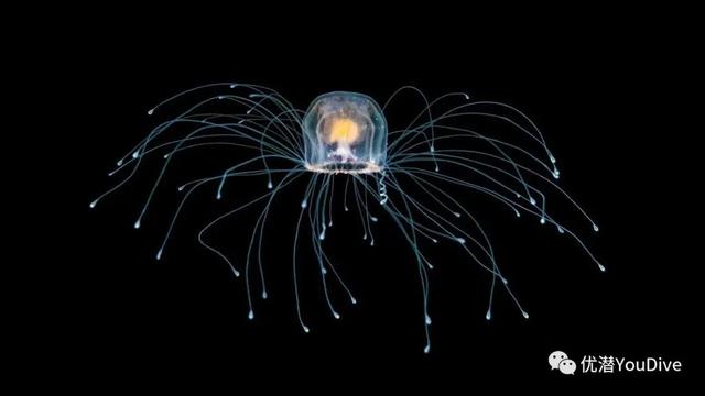 八种最长寿的动物，地球上最长寿的10种动物