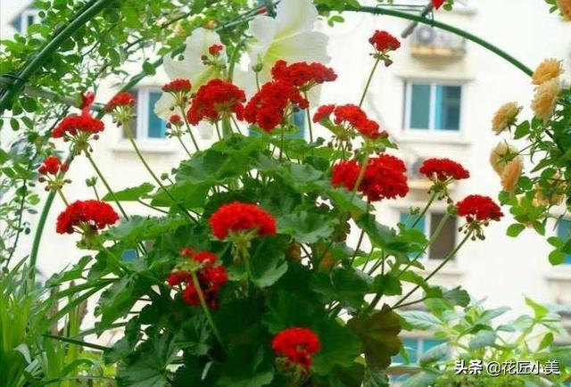 总说天竺葵有毒，天竺葵室内养有毒没