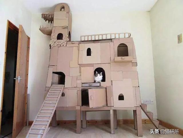 猫咪比较好的零食，提高猫咪生活质量