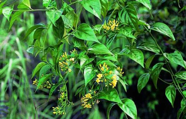 八种常见有毒花，这15种大毒花