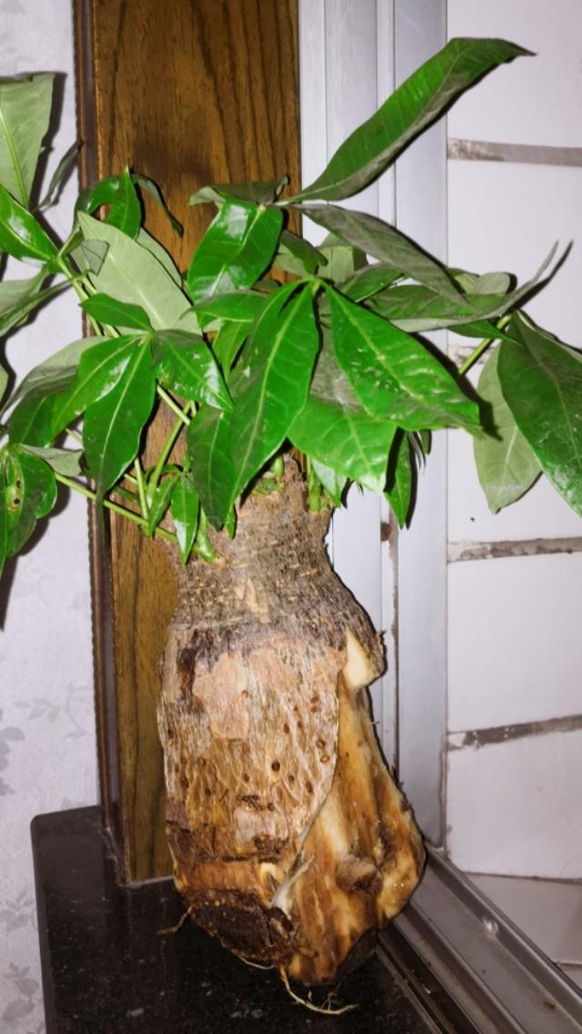 发财树烂根还能活吗，分清这2种情况，它还能救活