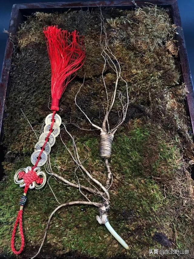 平常买的人参大多是什么，人参的觅货到底是什么