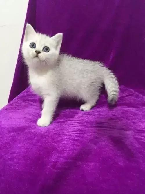 缅因猫价格，英短银渐层