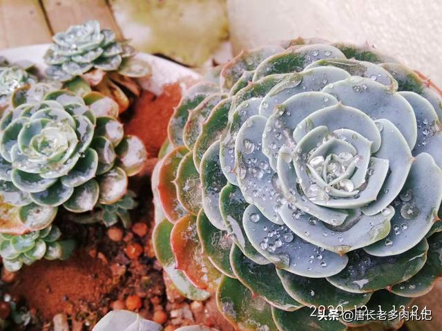 多肉植物玉蝶怎么养新手必看，记好3点养护细节
