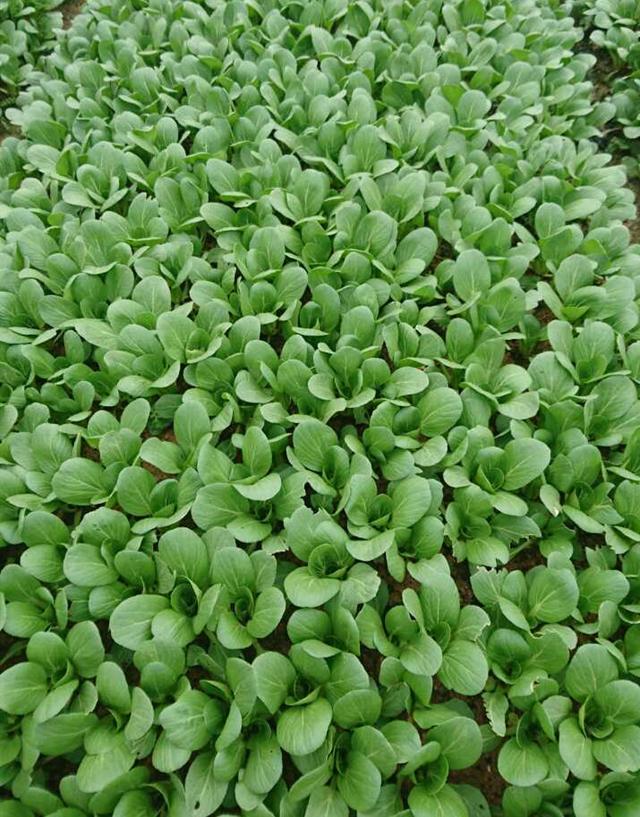 绿色青菜的种植技术，这个青菜品种长得又快又好