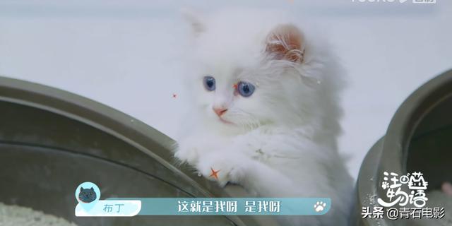 朱正廷养宠物综艺，朱正廷、张雨剑与流浪狗同居的节目