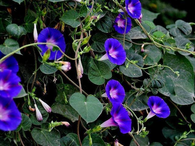 有文采有创意的春联十五副，别具一格的7副春联