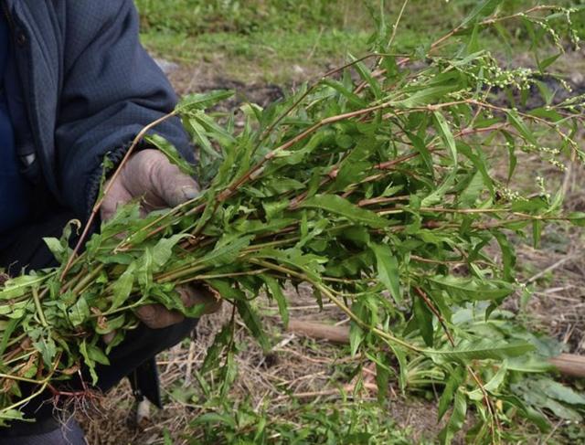 苜蓿草长什么样，水沟边有1种草（野生苜蓿草长什么样）