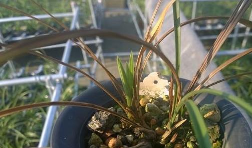 兰花浇水的正确方法，给兰花浇水正确方法（兰花怎么浇水）