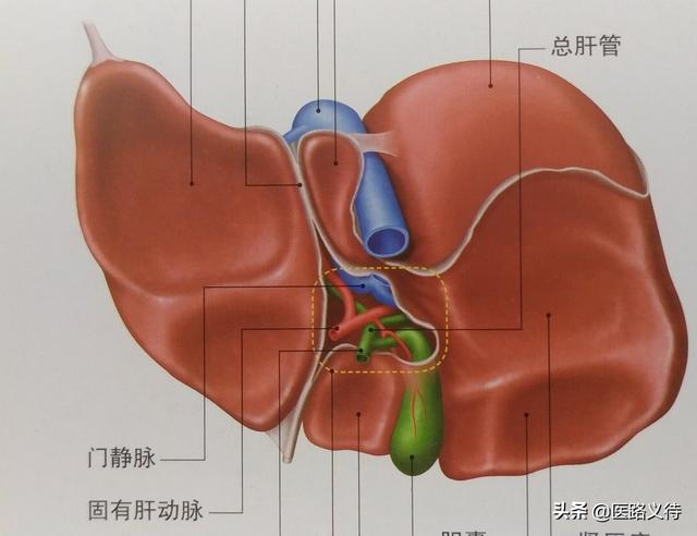 肝脏解剖示意图，肝脏的功能