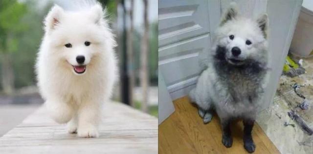 哪些狗狗性格温顺又便宜智商高，公认傻狗排行榜