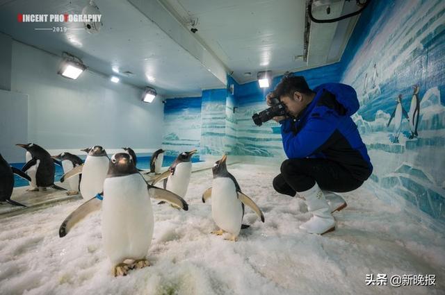 哈尔滨冰雪王国怎么玩，哈尔滨冰雪大世界 深度游攻略来了