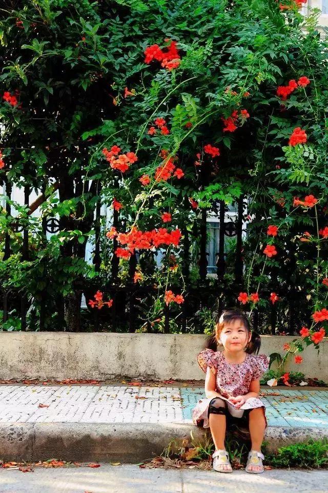 花很香又漂亮的藤蔓植物，12种开花藤蔓植物