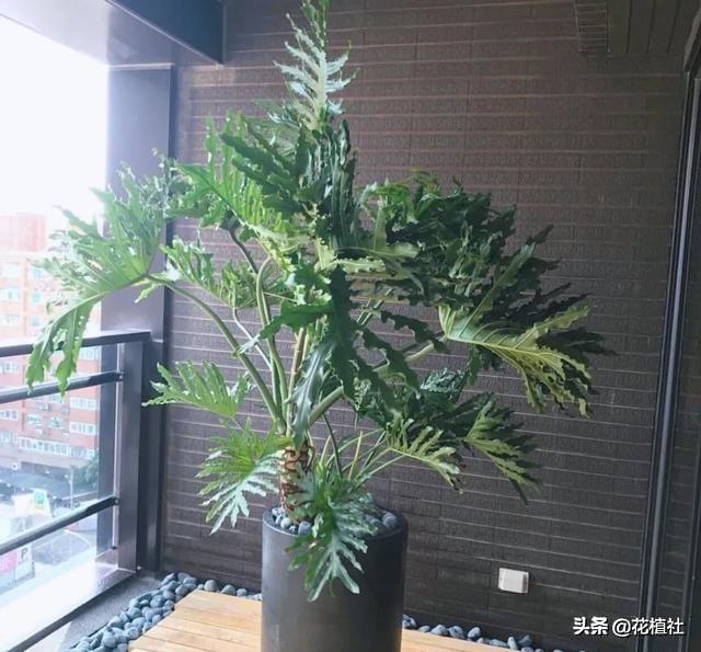 适合家里养的绿植，最好养的家中绿植（6种旺家的绿植优选）