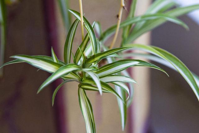 吊兰怎么养才能爆盆，养吊兰只需要注意三点