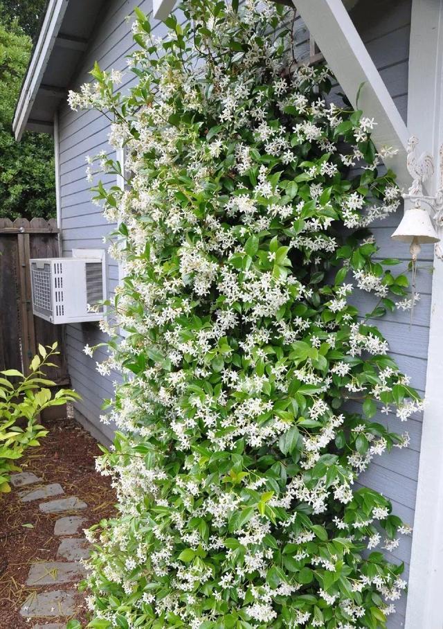 庭院中种什么爬藤花，院子里如果想搭设花廊架