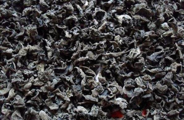 十种木耳种植方法，附塑料袋地栽技术