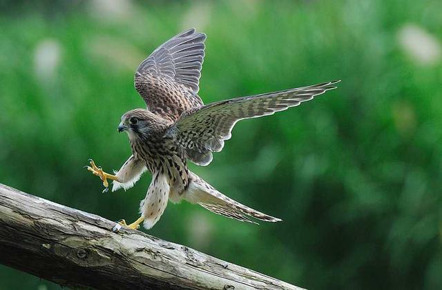 各国国鸟有哪些，世界各国国鸟大全