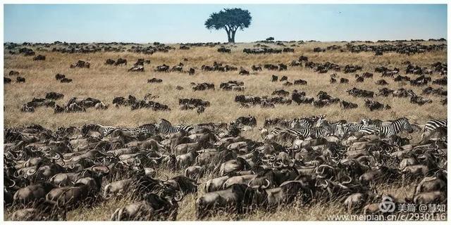 东非动物大迁徙，东非动物大迁徙的路线图（“生命的长征”东非野生动物大迁徙）